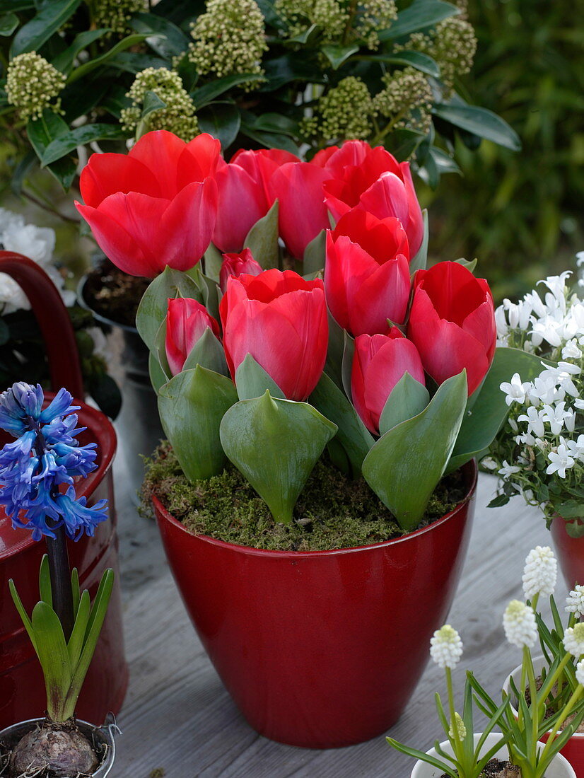 Tulipa 'Couleur Cardinal' (red tulips) in red pot