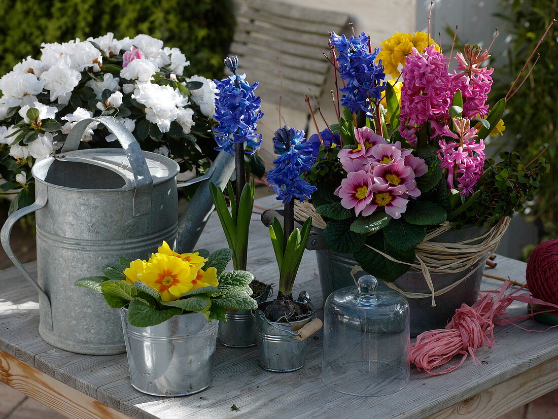 Hyacinthus (hyacinths), Primula acaulis (primroses), Rhododendron simsii