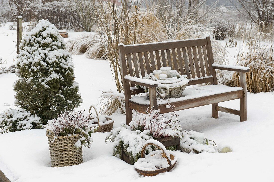 Verschneite Terrasse mit Holzbank, Calluna (Besenheide) in Korb