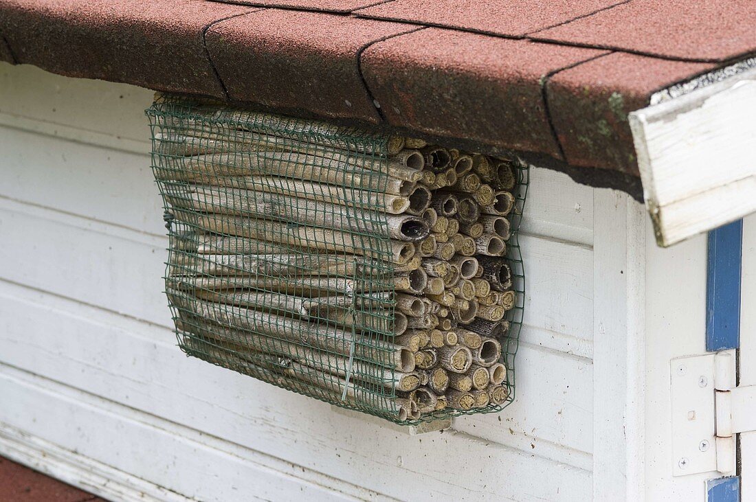 Insect hotel made of caved stems under eaves