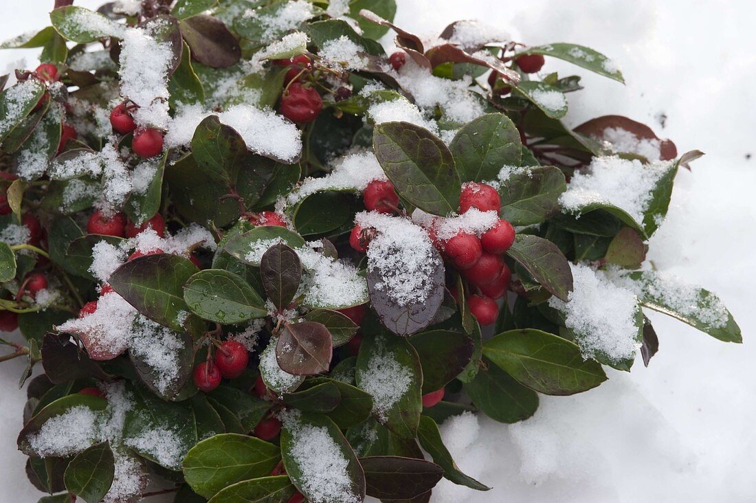 Gaultheria procumbens 'Winter Pearls' (fall berry) in the snow