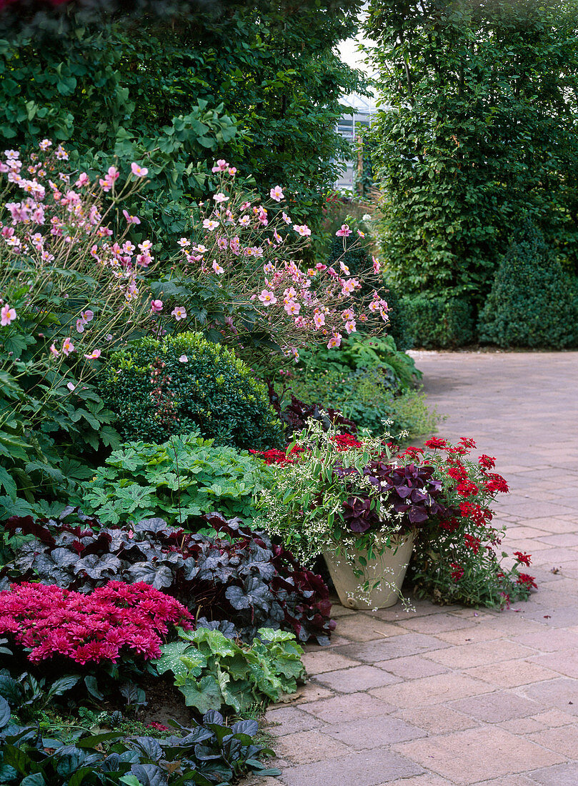 Heuchera 'Can Can' (purple lily), Geranium (stork's bill)