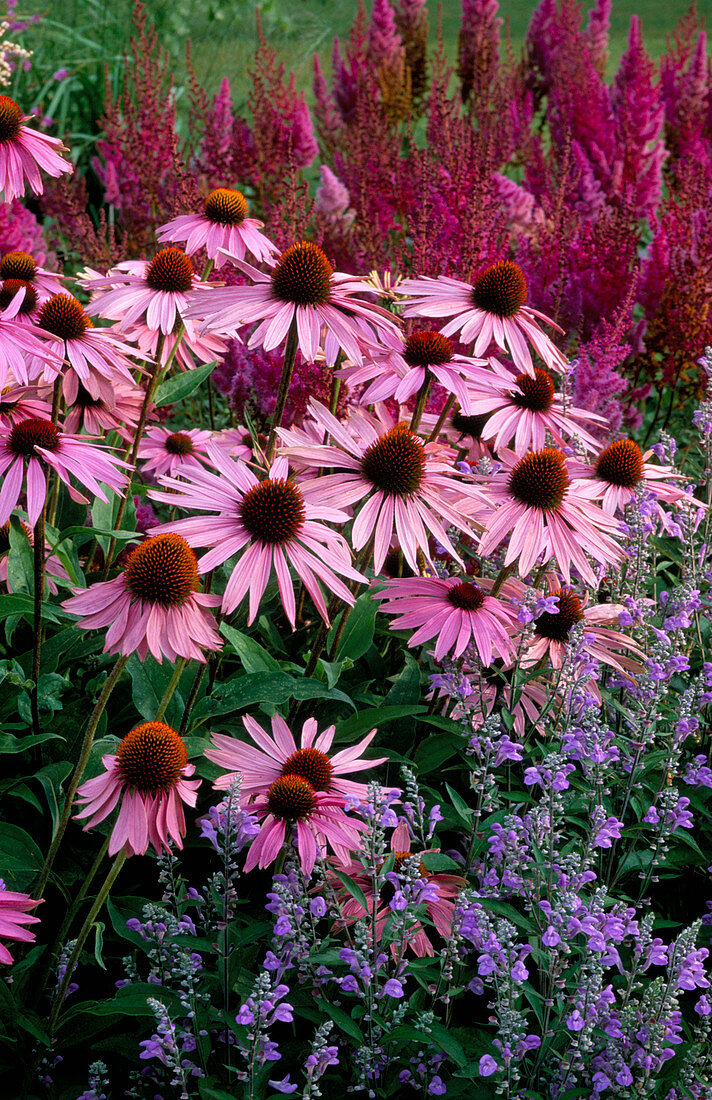 PIET OUDOLF PLANTING at DREAMPARK, … - Bild kaufen - 12162630 Friedrich Strauss Gartenbildagentur on Piet Oudolf Planting
 id=26689