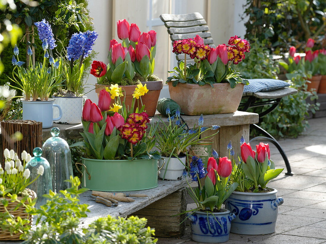 Tulipa 'Couleur Cardinal', Primula elatior 'Inara Fire f1'