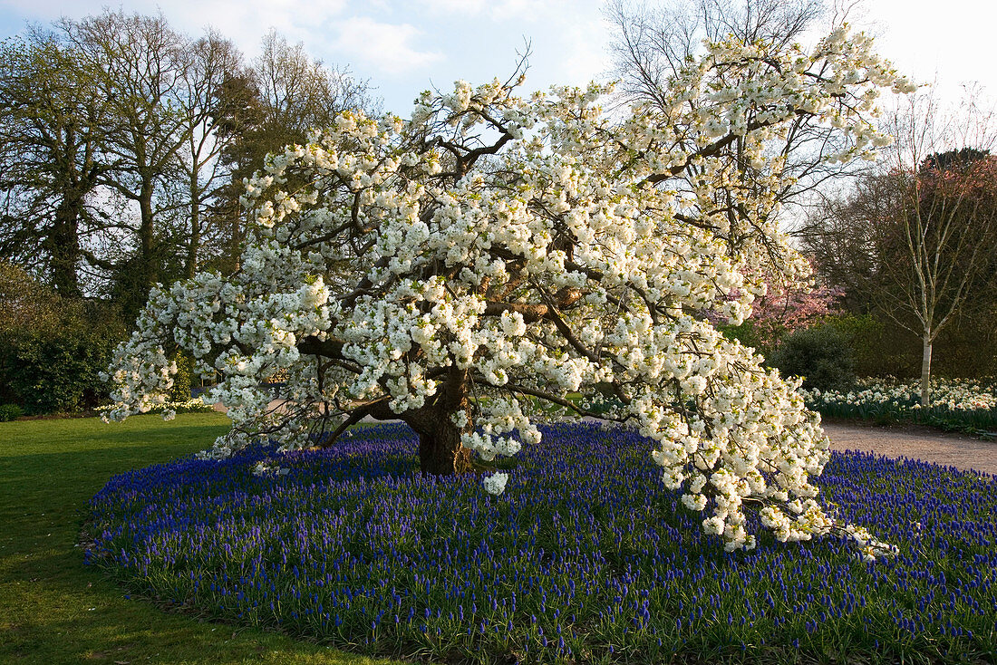 Rhs Garden Wisley Surrey Spring Bild Kaufen Friedrich Strauss Gartenbildagentur