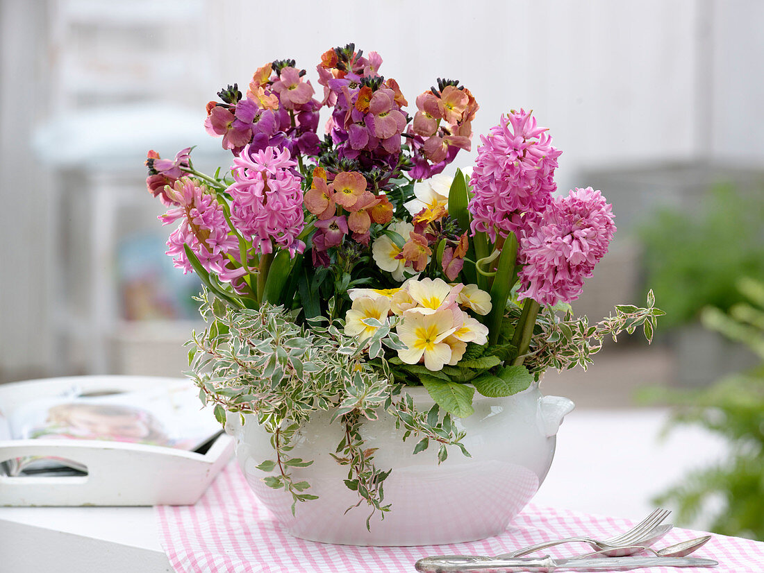 White tureen with Erysimum 'Winter Orchid' (Golden Violet), Hyacinthus 'Pink Pearl'