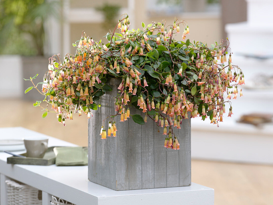 Kalanchoe manginii (Bell Kalanchoe) in wooden tub