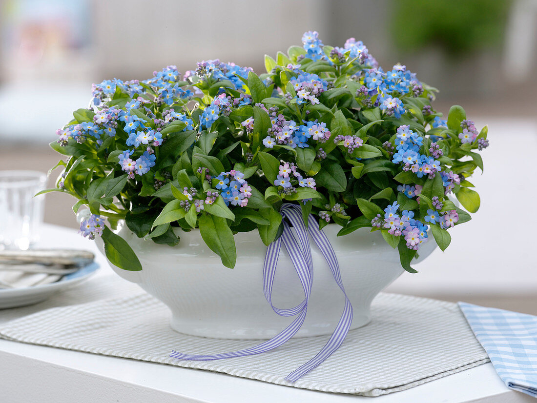 Myosotis 'Myomark' (Forget-me-not) in white tureen