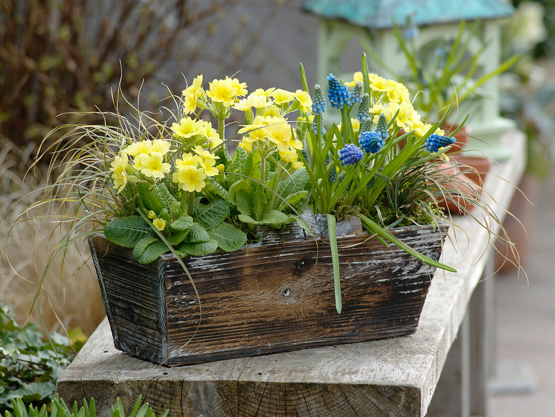 Wooden box with Primula veris (primrose, cowslip), Muscari