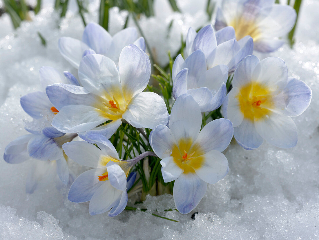 Crocus vernus (Krokus) im Schnee