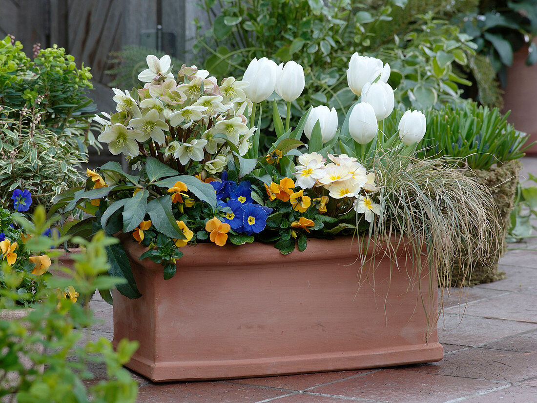 Tulipa 'Mondial' (Tulpen), Helleborus niger 'Candy Love' (Christrosen)