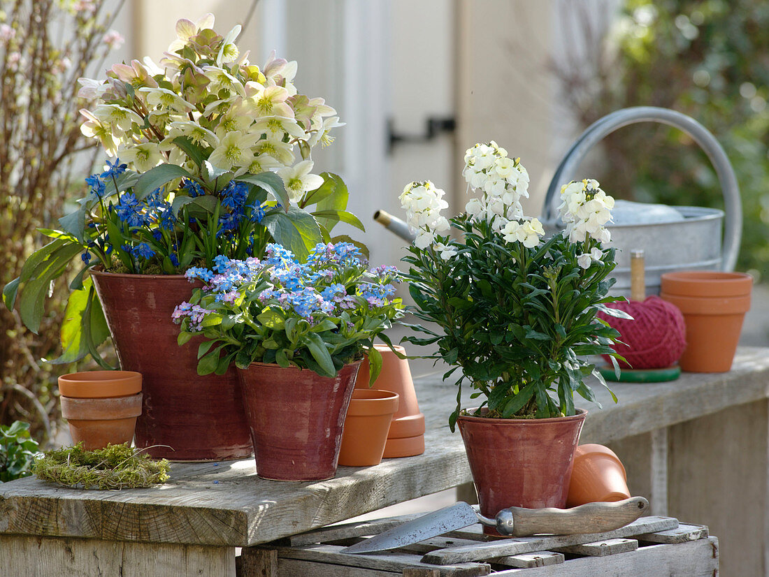 Erysimum Rysi 'Moon' (golden violet), Myosotis 'Myomark' (forget-me-not)