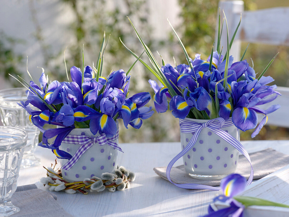 Iris hollandica (Hollandiris) in white cups with purple dots