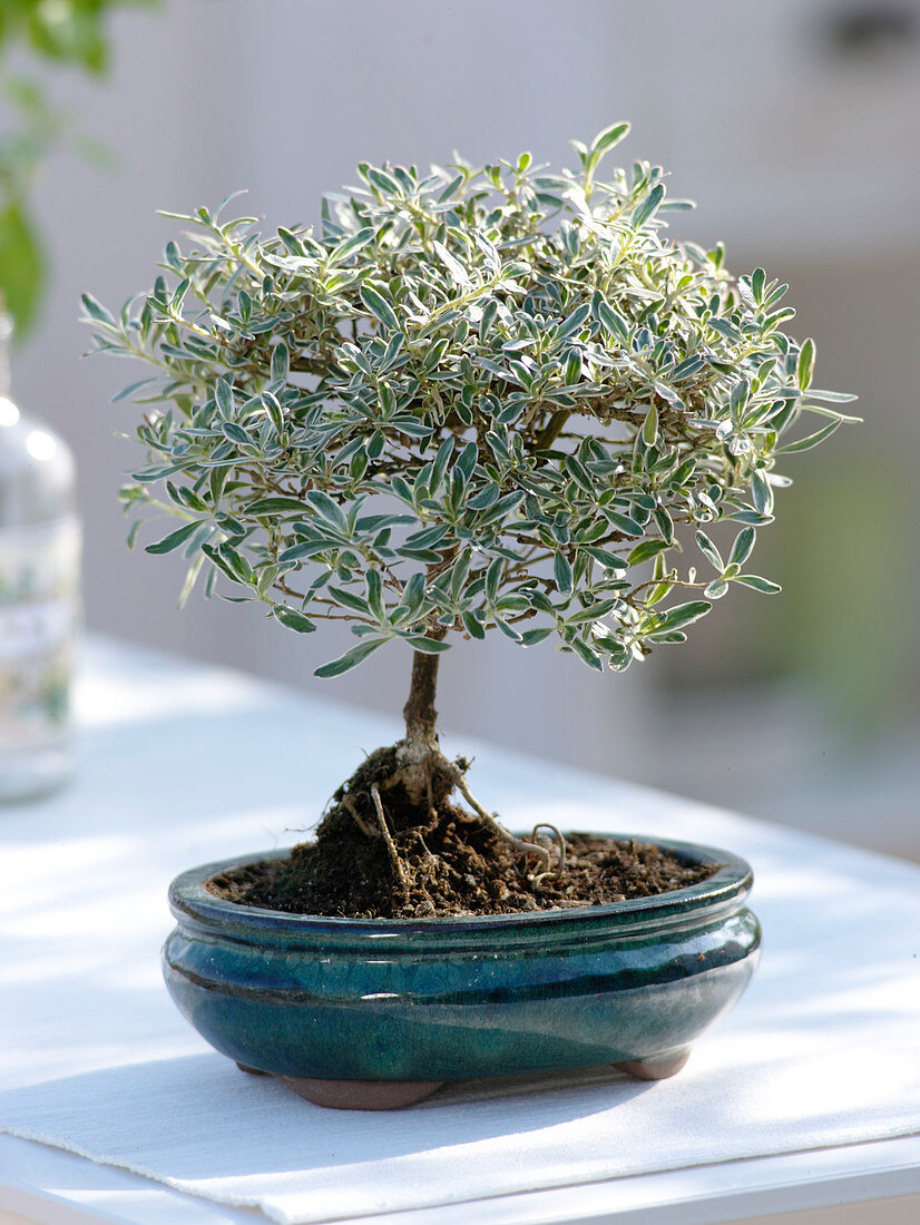 Coprosma Kirkii as bonsai in blue bowl