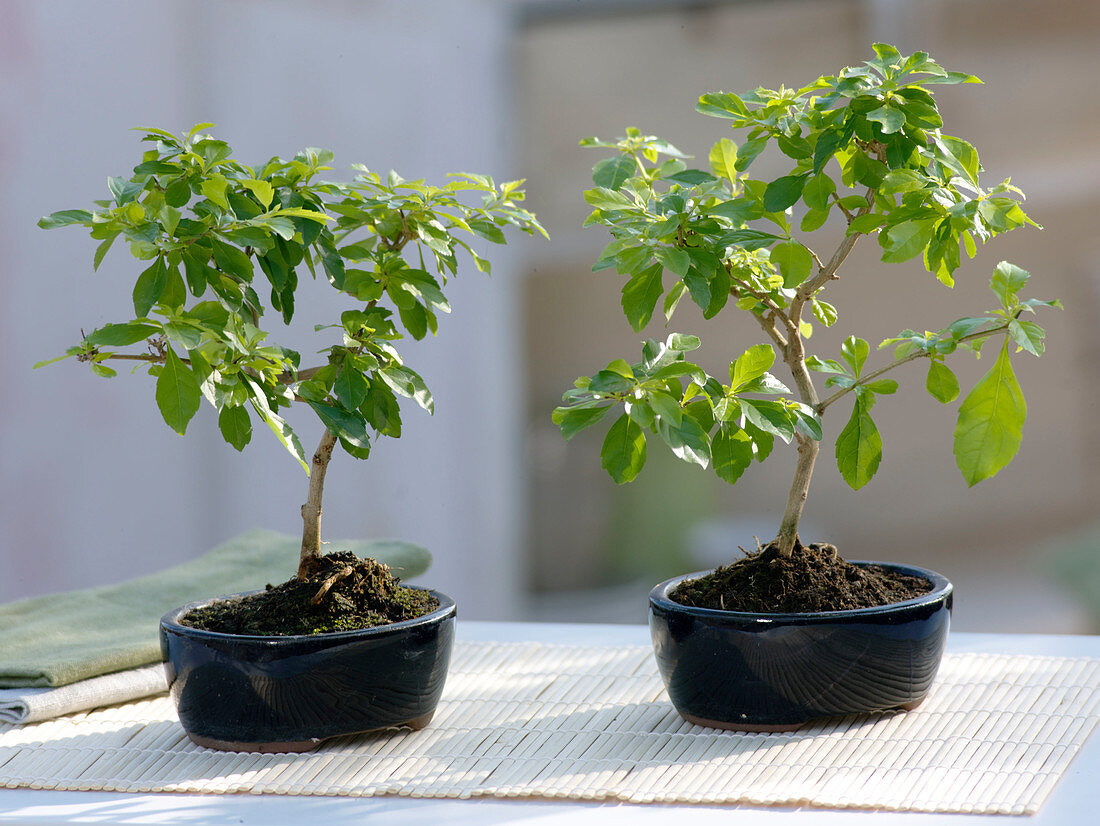 Duranta erecta 'Gold Duranta' (dewberry)