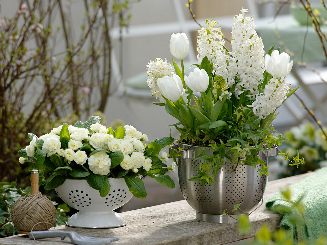 Hyacinthus 'White Pearl' (hyacinths), Tulipa 'Mondial' (tulips), Primula