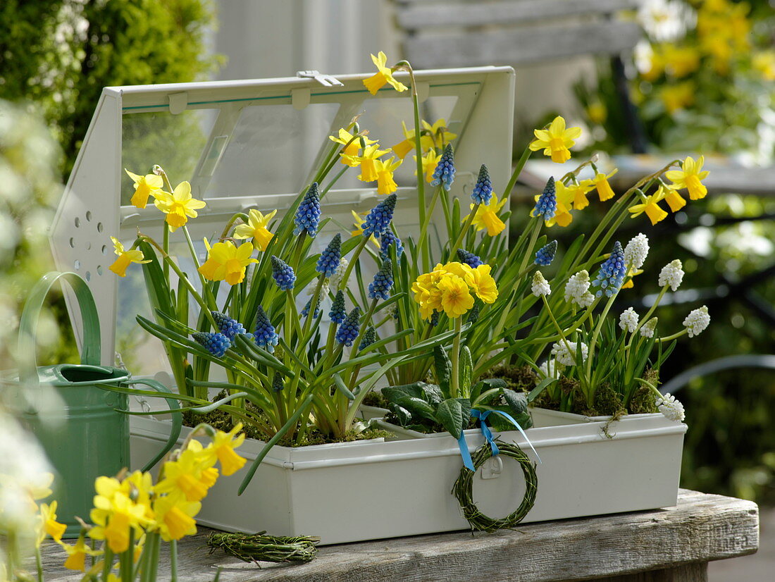 Small greenhouse with Muscari (grape hyacinths), Narcissus 'Tete a Tete'.