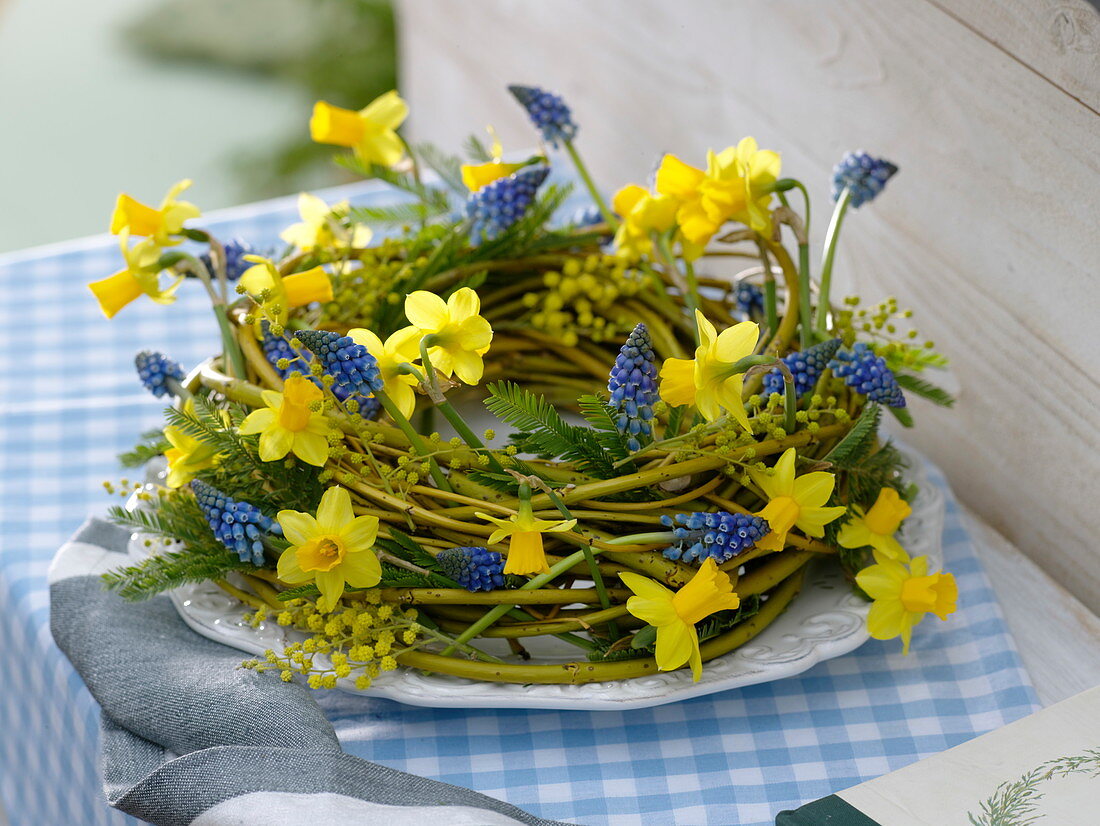 Cornus blue-yellow spring wreath (yellowwood dogwood)