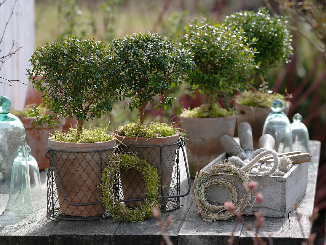 Myrtus communis (Myrten) kleine Bäumchen in Töpfen, Moos, kleine Kränze