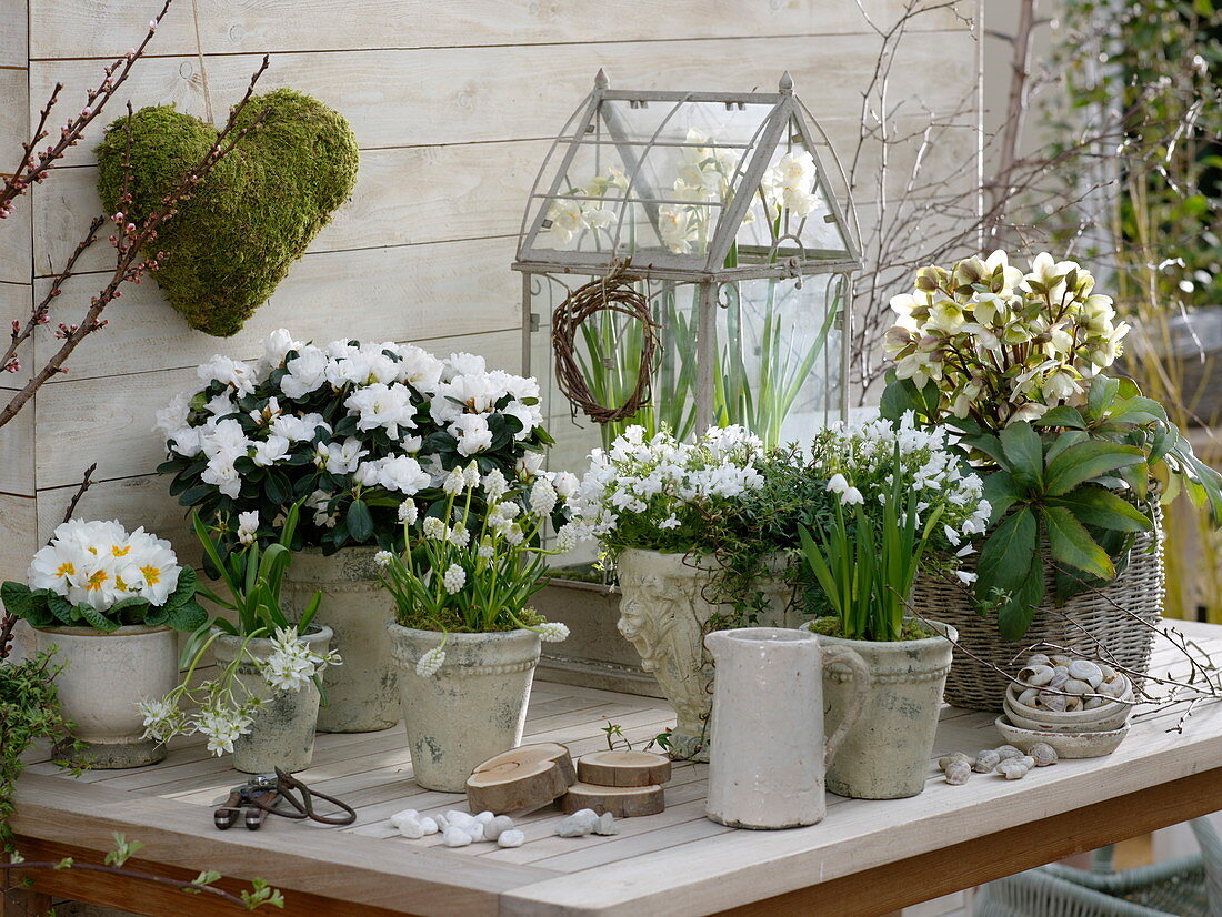 Green-white spring design with rhododendron simsii