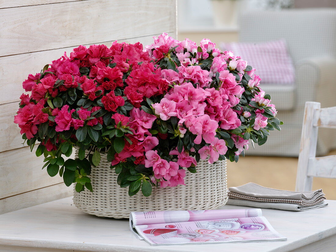 Rhododendron simsii (indoor azaleas) in white basket