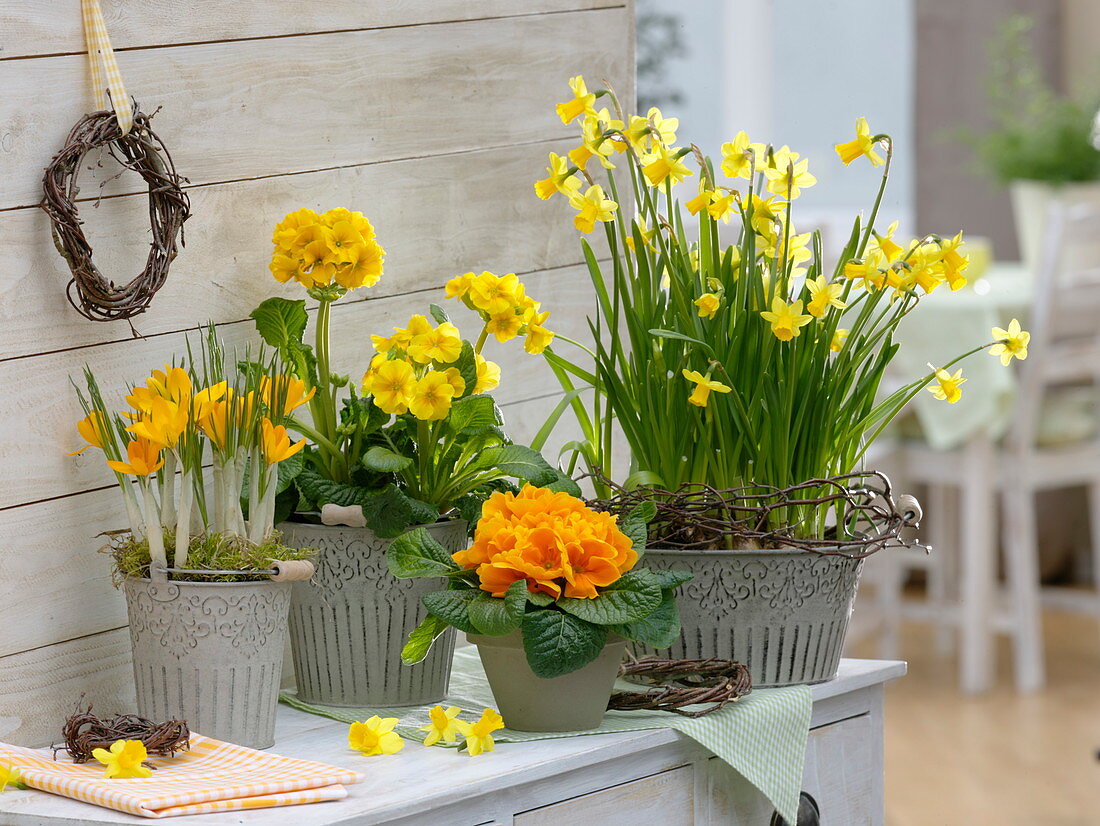 Yellow Spring Arrangement, Narcissus 'Tete A Tete', Primula