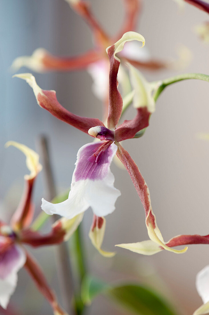 Cambria 'Eurostar', orchid hybrid