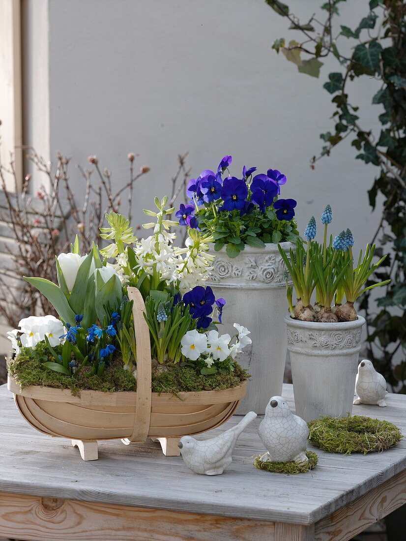 Viola cornuta (Horned violet), Hyacinthus 'White Pearl' (Hyacinths), Muscari