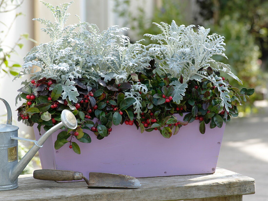 Winter plantation with Cineraria maritima, Gaultheria