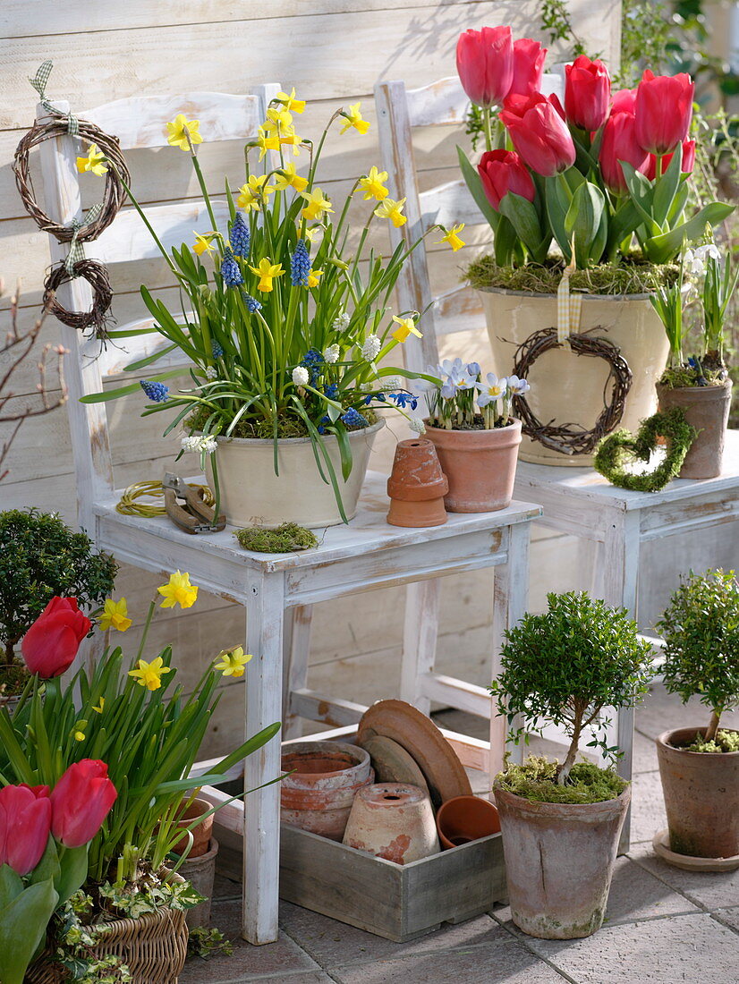 Colourful spring terrace: Tulipa 'Couleur Cardinal' (tulips), Narcissus