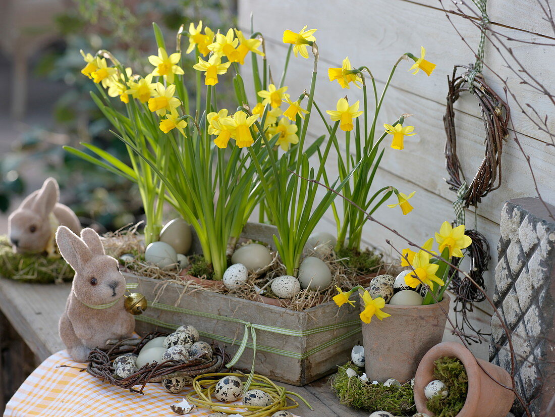 Wooden stretcher with Narcissus 'Tete a Tete' (daffodils) in terracotta pots
