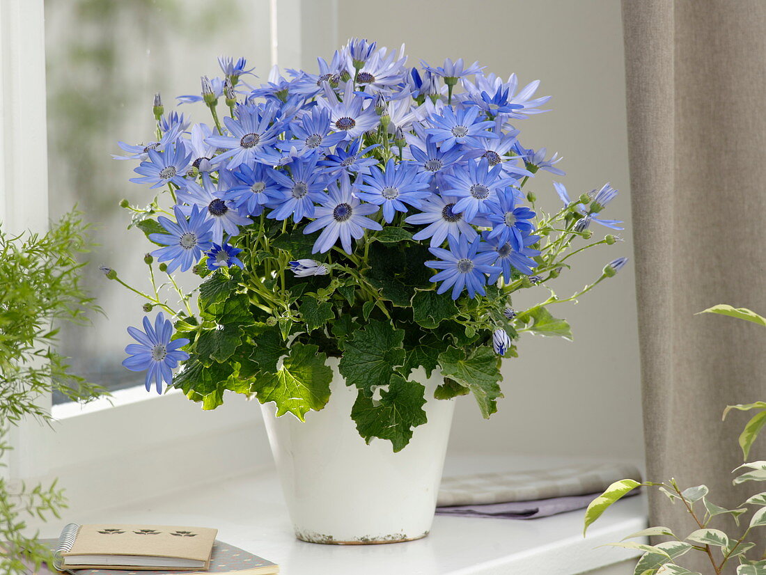 Cineraria Senetti 'Lavender' (ash flower)