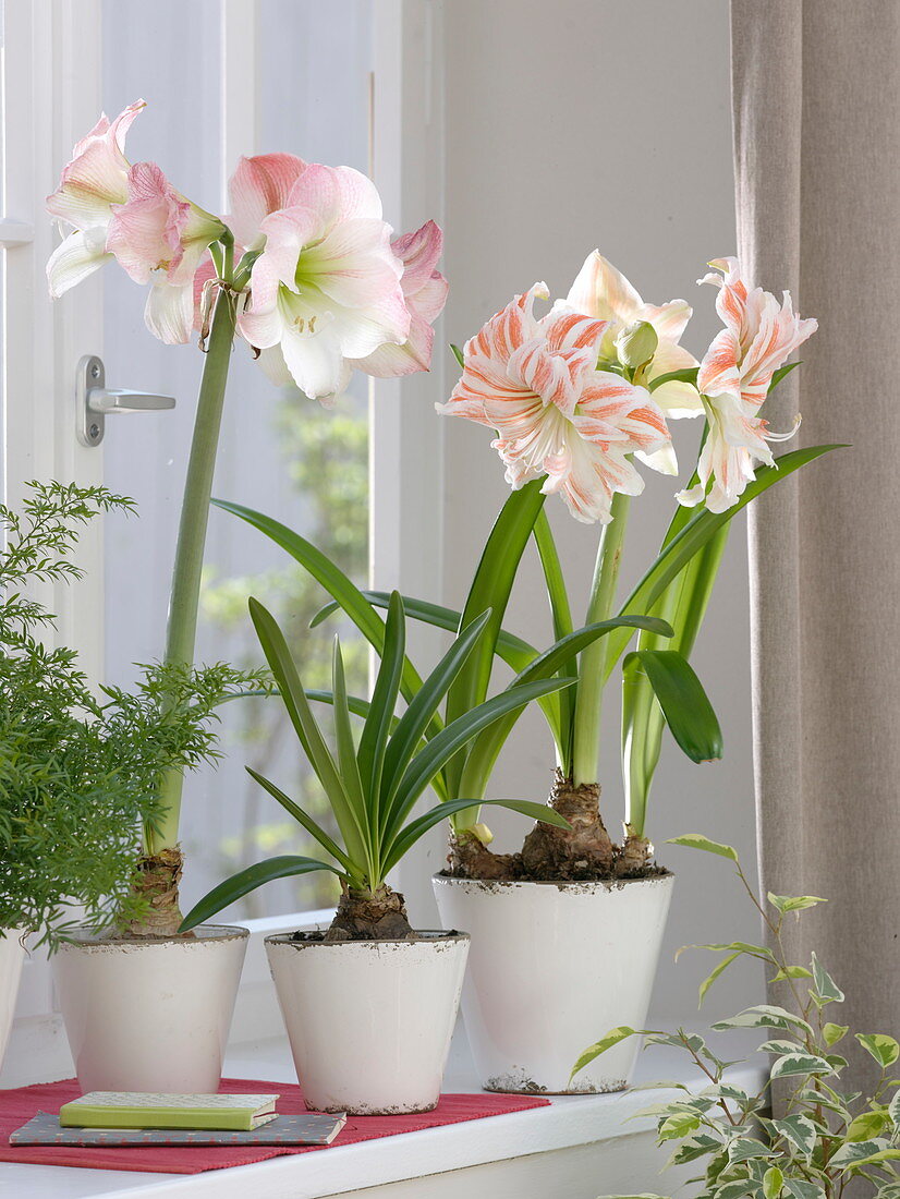 Hippeastrum 'Appleblossom' 'Candy Cane' in white pots