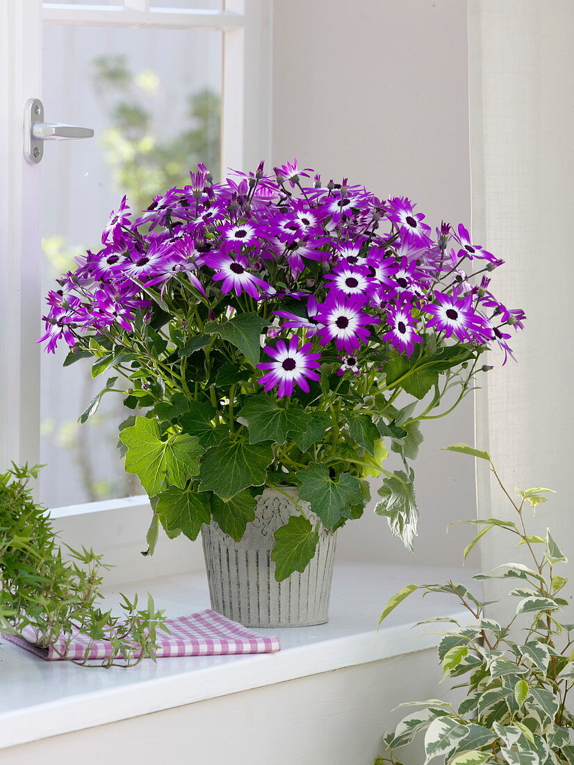 Cineraria senetti 'Magenta Bicolor' (ash flower)