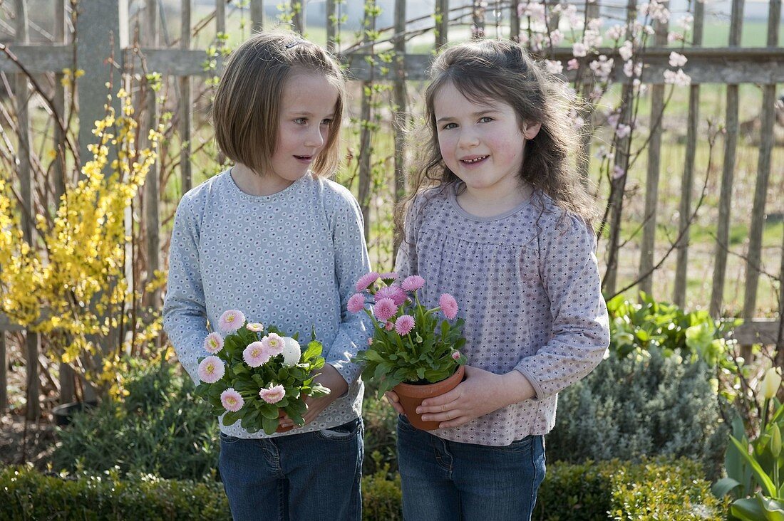 Girl with bellis (Tausendschön) in pots in the cottage garden