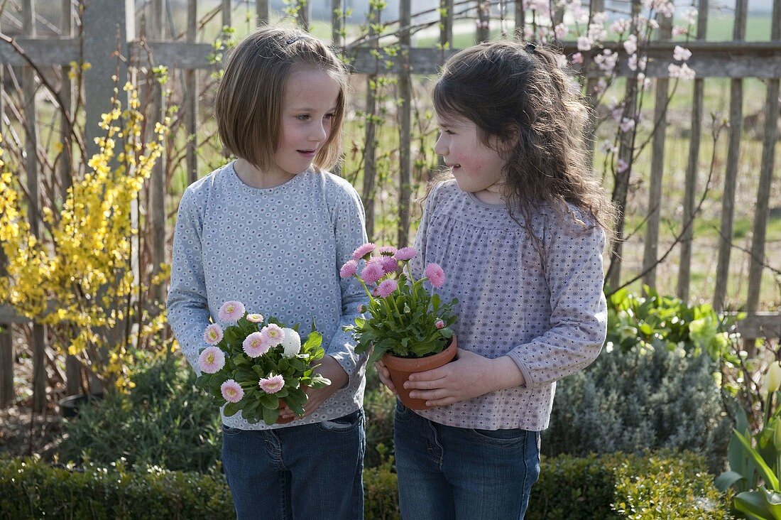 Mädchen mit Bellis (Tausendschön) in Töpfen im Bauerngarten