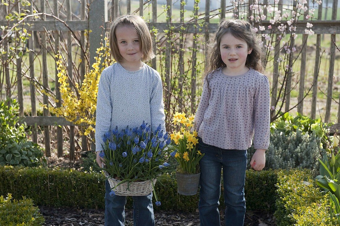 Girl in a cottage garden with Muscari (grape hyacinths) in a basket