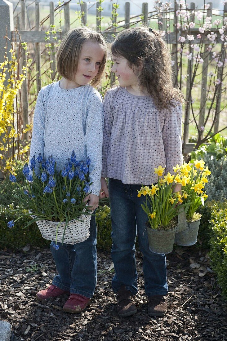 Mädchen im Bauerngarten mit Muscari (Traubenhyazinthen) im Korb