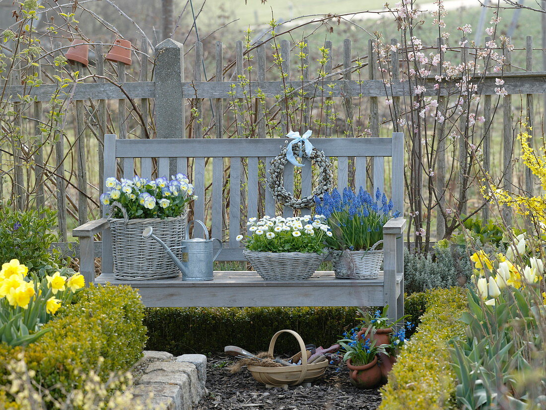 Baskets planted with Viola 'Etain', Bellis