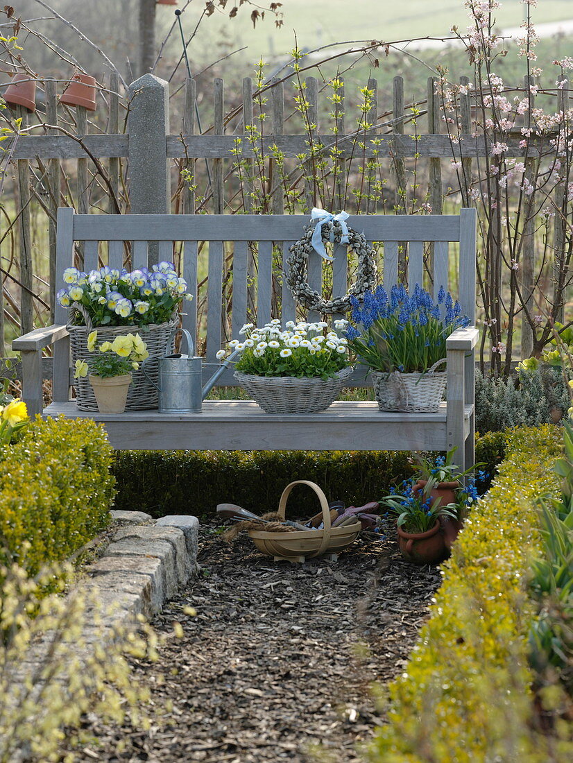 Baskets planted with Viola 'Etain', Bellis