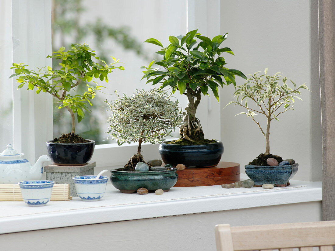 Bonsai window