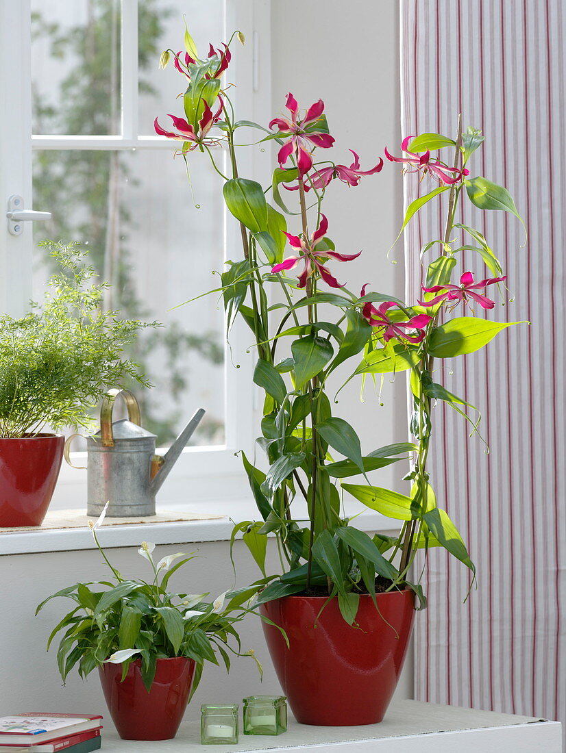 Gloriosa rothschildiana (Glory crown), Cordyline fruticosa 'Kiwi'