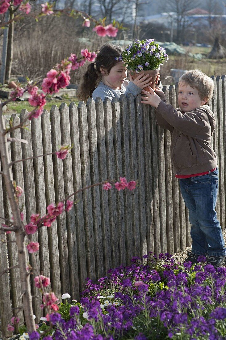 Children at the fence, boy giving his sister Viola cornuta (horned violet)