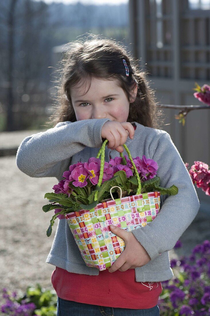 Mädchen mit Primula acaulis (Primeln) in Flechttasche