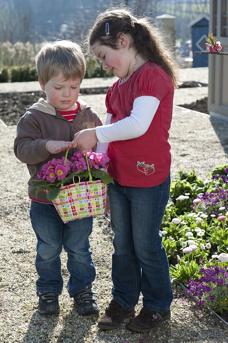 Kinder mit Primula acaulis (Primeln) in bunter Flechttasche