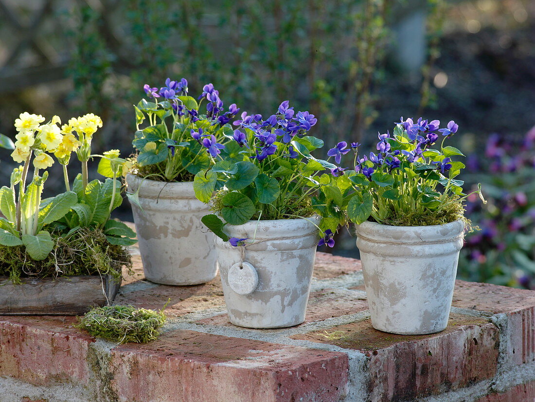 Viola odorata (scented violet) in rustic pots, Primula veris