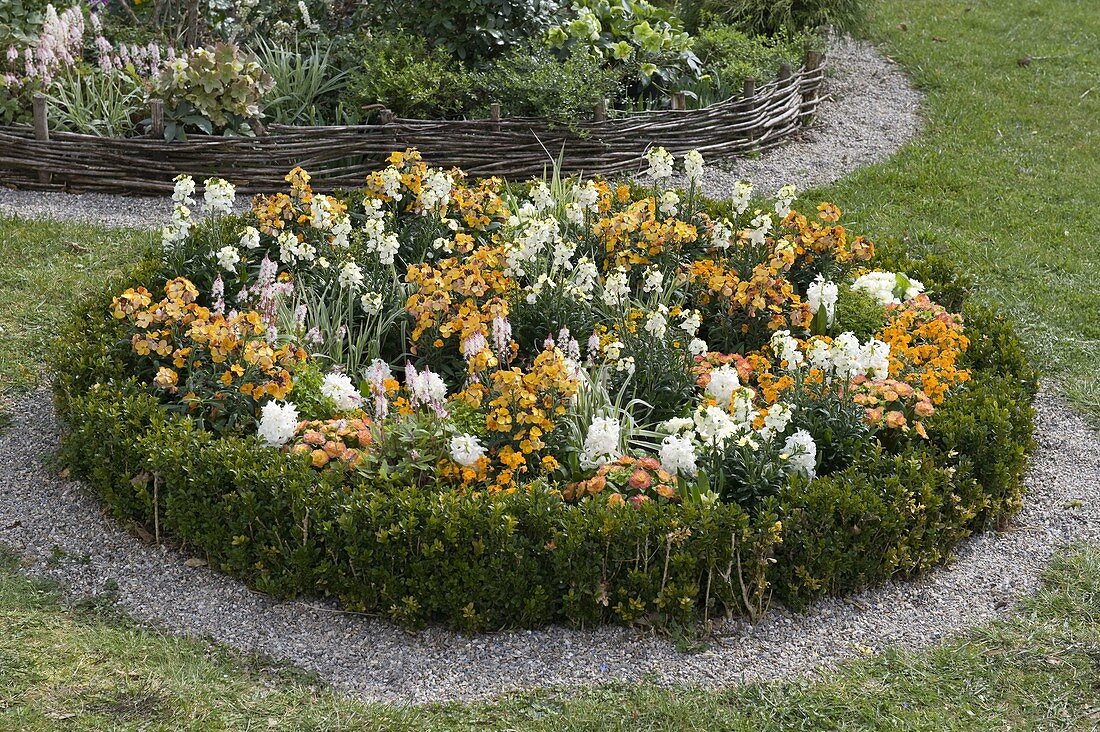 Rundes Beet mit Erysimum Rysi 'Moon', 'Star' (Goldlack)