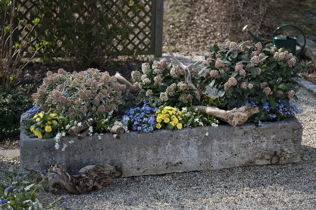 From left: Skimmia japonica 'Magic Marlot', Fragrant Cloud, 'Rubella'.