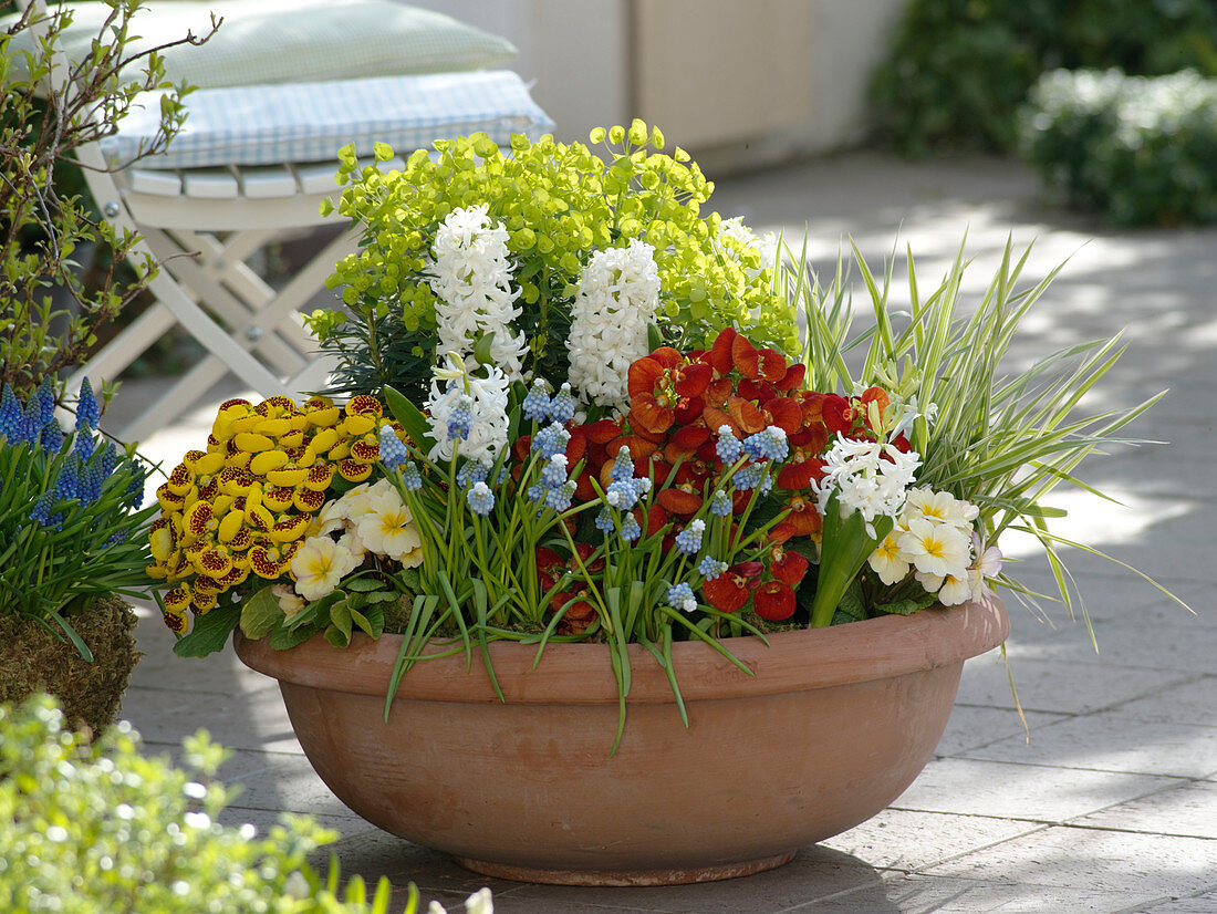 Colourful spring bowl: Calceolaria (slipper flowers), Muscari 'Blue Magic'