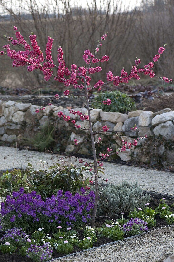 Prunus persica 'Melred' (ornamental peach) with red flowers